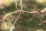 Carolina grasswort